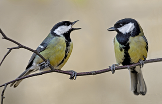 A pair of great tits. (Image: Wikimedia commons)
